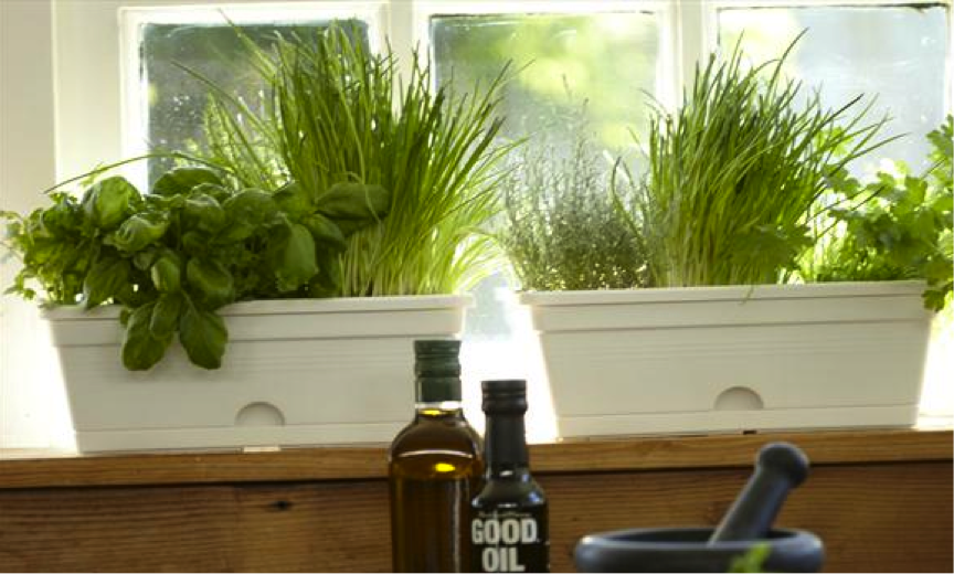 How to Create a Windowsill Herb Garden Thinking Inside the Box